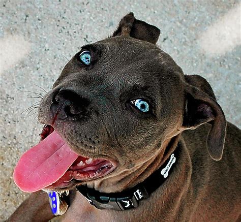 Blue Nose Pitbull Puppy Photograph by Rosemarie Guieb - Fine Art America