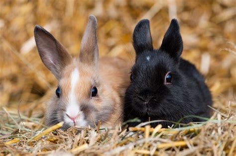 Male vs. Female Rabbits: Does Gender Really Matter? - Fur, Wings ...