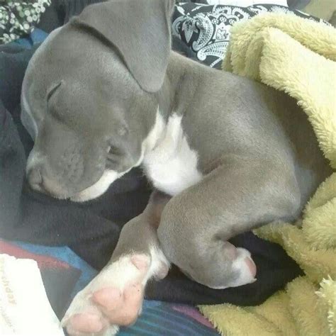 Loading... | Sleeping puppies, Cute pitbull puppies, Beautiful dogs