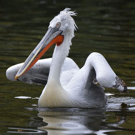 Pelican Bird Beak - Free photo on Pixabay - Pixabay