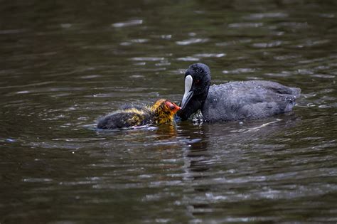 Eurasian Coot with chicks on Behance