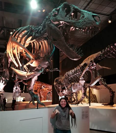 Visit Houston Museum Of Nature And Science Dinosaur T-Rex - WhollyART