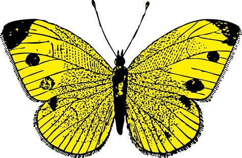 Butterfly PNG image