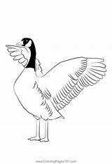Canada Goose 9 Coloring Page For Kids  Free Swans And Geese Printable sketch template