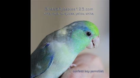 Fly Babies Aviary - FREE Delivery Nationwide - YouTube