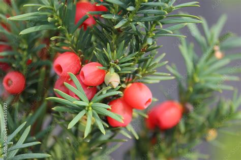 Sweden. Taxus wallichiana, the Himalayan yew, is a species of yew ...