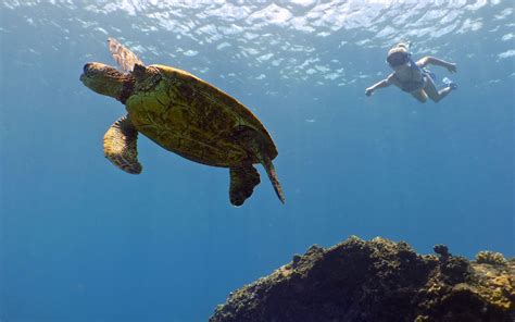 Scuba Diving Waikiki, Honolulu, Oahu, North Shore | Banzai Divers ...