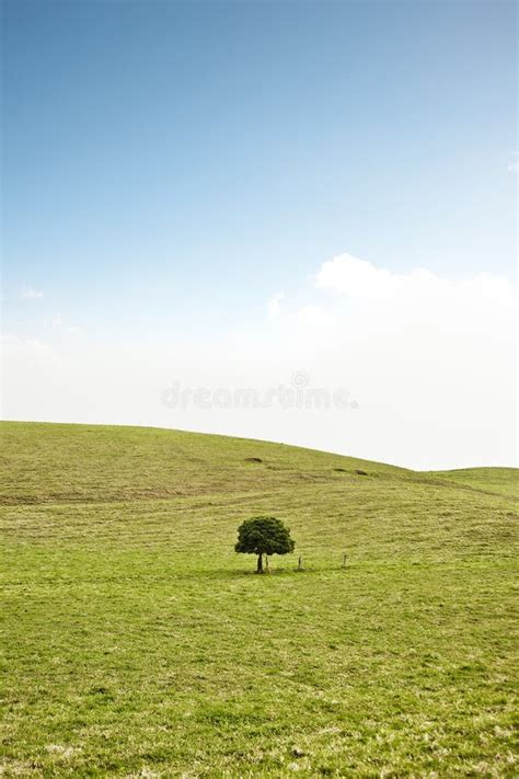 Single tree on hill stock photo. Image of field, scenery - 12370184