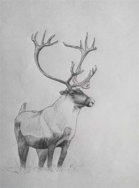 Reindeer Drawing