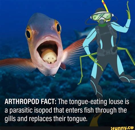 ARTHROPOD FACT: The tongue-eating louse is a parasitic isopod that ...