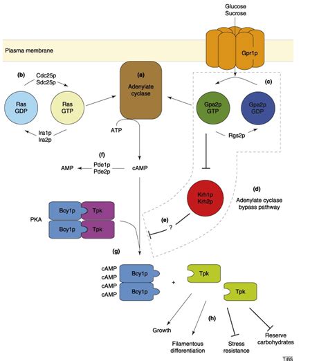 The Ras‐cAMP/PKA Pathway in yeast. (a) Adenylate cyclase in yeast is... | Download Scientific ...