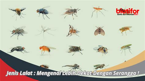 Jenis Lalat : Mengenal Lebih Dekat Dengan Serangga