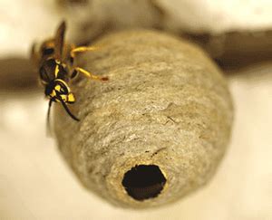 Wasp nest | Hornets nest | Identification