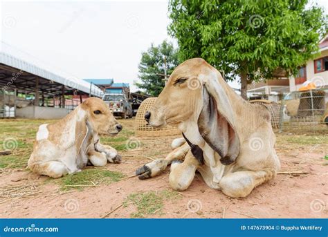 Brown Cow Lying Down on the Ground in the Farm Stock Photo - Image of ...