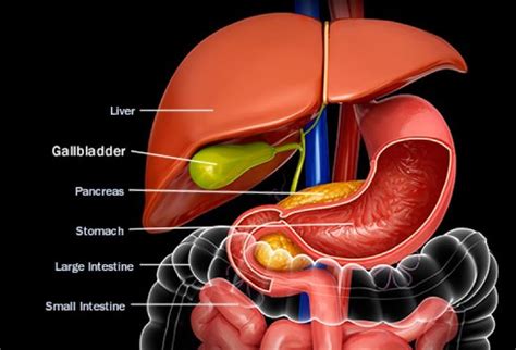 Signs To Look For When Dealing With Different Gallbladder Conditions ...