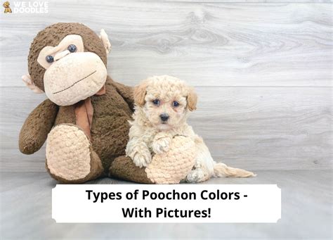 Types of Poochon Colors - With Pictures! (2024) - We Love Doodles