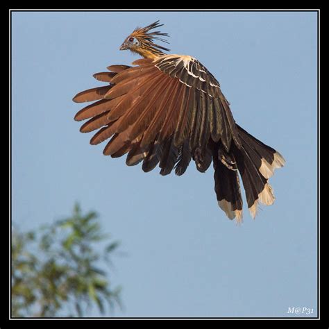 Hoatzin bird photo call and song/ Opisthocomus hoazin (Phasianus hoazin) - National bird of Guyana