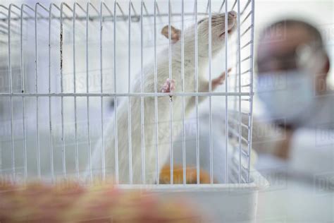 White rat in cage, laboratory worker in background - Stock Photo - Dissolve