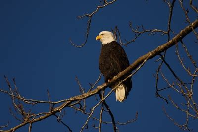 Bald Eagle Habitat