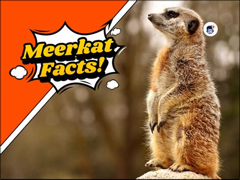 20 Meerkat Facts: Surprising Truths about these Adorable Creatures