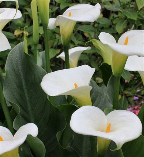 Daylilies in Australia Arum Lily Plant Care Green Goddess Pink Mist ...