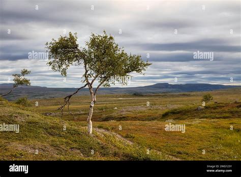 Hiking trail to the Alta Gorge, Finnmark plateau, near Alta, Arctic ...