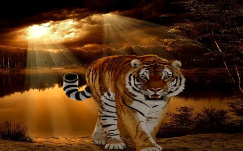 HD Tiger- Sunset Wallpaper | Download Free - 110386