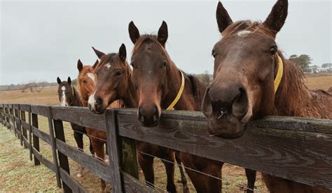 Horse House Names: 200+ Options For Naming Your Stable, Farm or Ranch - Helpful Horse Hints