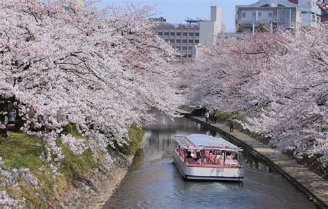 3 Breathtaking Cherry Blossom Spots in Toyama | All About Japan