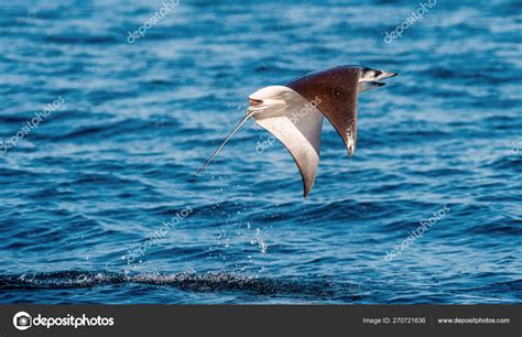 Mobula Ray Jumping Out Water Mobula Munkiana Known Manta Monk Stock Photo by ©SURZet 270721636