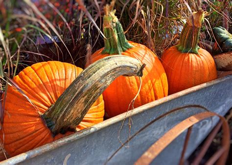 Fotos gratis : otoño, flor, naranja, comida, cosecha, Produce, vegetal ...