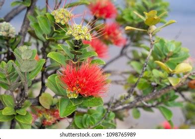 Ohia Lehua On Volcano Kilauea Stock Photo 1098765989 | Shutterstock