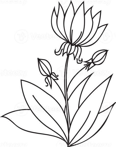 Flower Line Art White Transparent Flower Doodle Line - vrogue.co