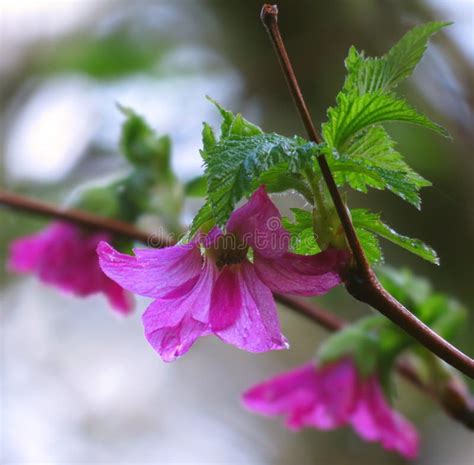 Colorful Wild Salmonberry Flowers Stock Image - Image of lush, blooms ...