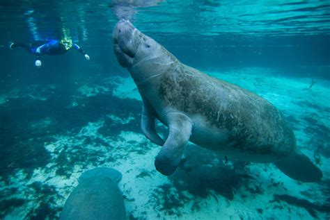 Free photograph; manatee, swims, underwater