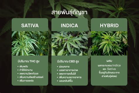 เรื่องน่ารู้เกี่ยวกับสายพันธุ์กัญชา Sativa, Indica, Hybrid