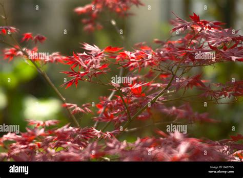 Acer maple tree Stock Photo - Alamy