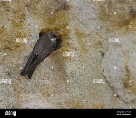 Sand Martin at nesting hole in sandy bank of gravel pit Surrey England ...