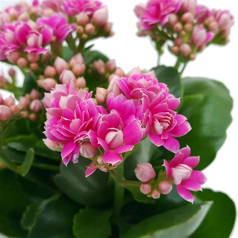 Kalanchoe Plant - How to Grow Care Guide | Houseplant 411