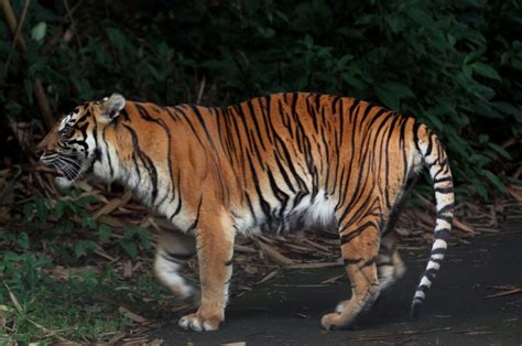 Menapaki Jejak Harimau Jawa Yang Masih Tanda Tanya - Gaia Indonesia