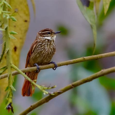 Streaked Xenops | BirdForum