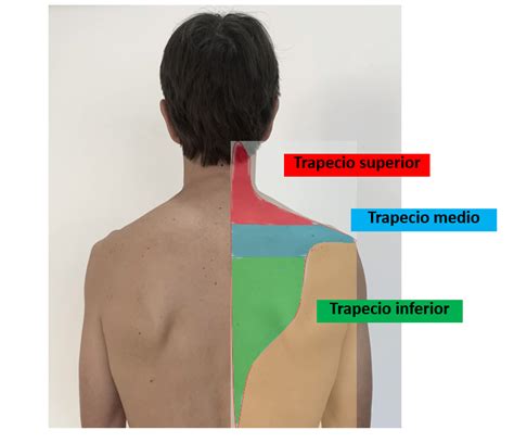 Partes Del Musculo Trapecio