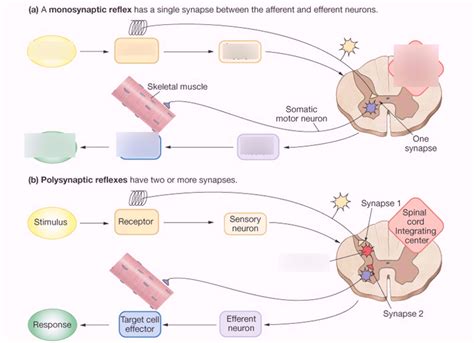 Monosynaptic vs. Polysynaptic Reflexes Diagram | Quizlet