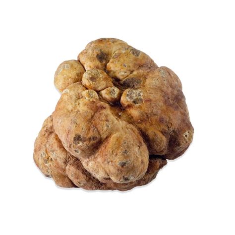 Fresh Bianchetti Spring White Truffles | Marx Foods