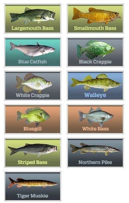 Types Of Fish In Lakes