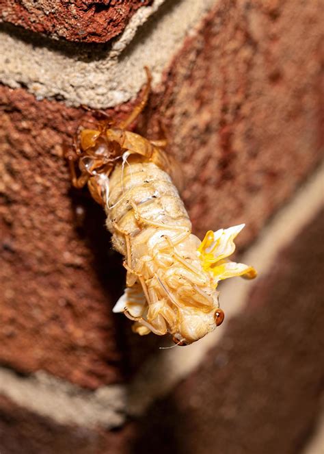 Brood X cicada in the process of emerging from its exoskeleton, front view 2443627 Stock Photo ...