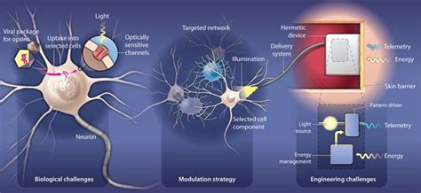 Optogenetics: A Key to Future Brain Disease Therapeutics | The ...