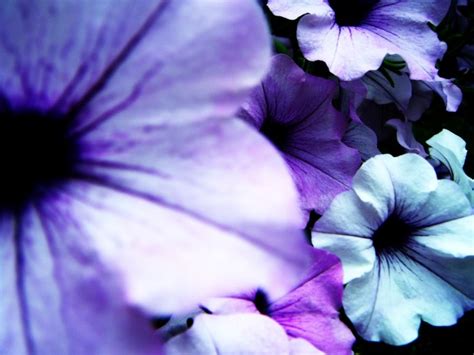 Indigo Flowers ~ Flowers Wallpapers