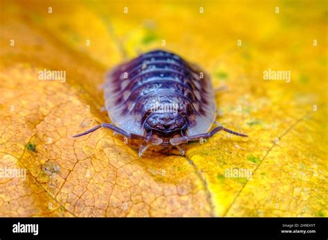 Purple Roly Poly pill bug also known as a woodlouse in natural habitat ...