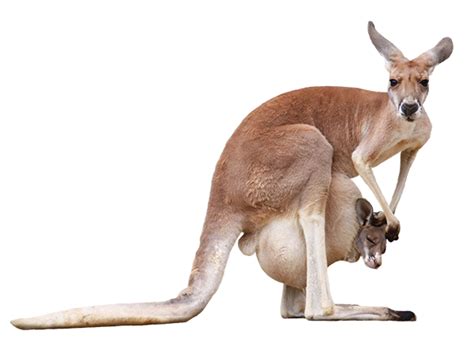 カンガルーに会える動物園〜動物園に行こう!!